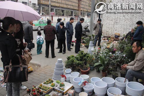 前来选购花卉盆景的市民较多