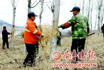 山东青岛市今年还用飞机灭美国白蛾