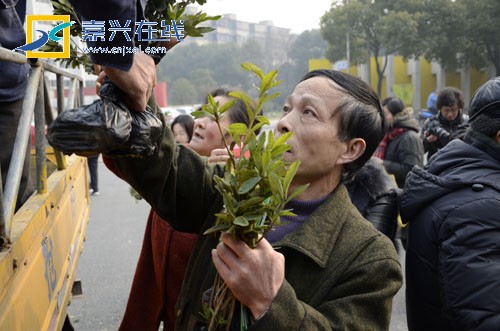 万株杜鹃免费送 公园门口起长龙