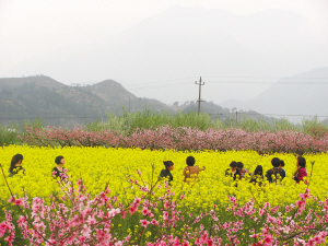 赏桃花