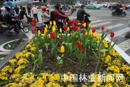 绿化升级 成都种植首批高端鲜花