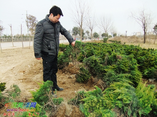 作案者被抓现行；园林部门呼吁市民爱护城市绿化