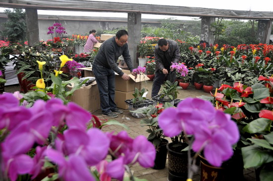 陈杨办花农在管理花卉