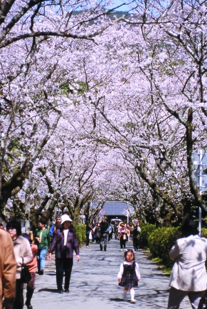 樱花灿烂