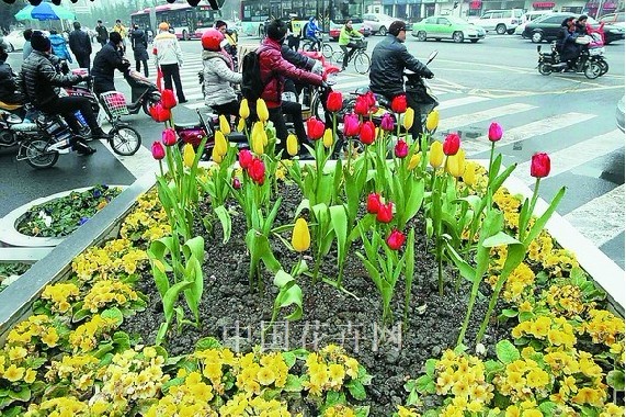 成都美化城市换种郁金香