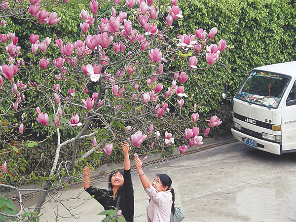 佛山百株玉堂春迎春竞芳菲