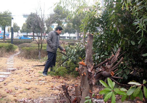 泰州大道景观带绿化遭人为砍伐 毁损严重