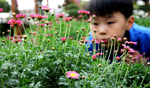 世界花卉大观园玛格丽特开花报春