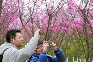 昨日，重庆大学校园内的红梅花盛开，同学们用手机拍下美丽的画面