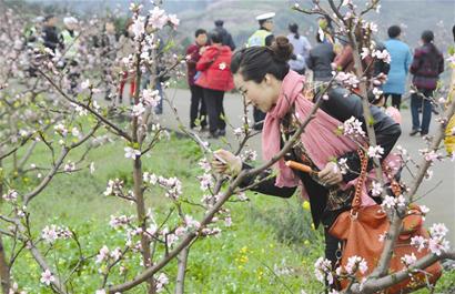 四川丹棱县桃花节 体验大雅文化
