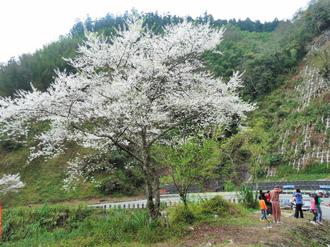 台湾阿里山 山樱花季在3月