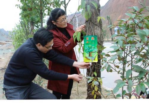 安远县为新栽树树木注射标典 提高成活率