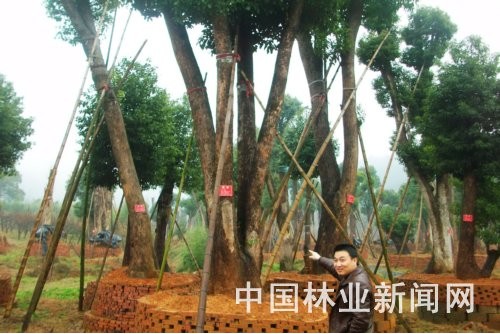 库区移树