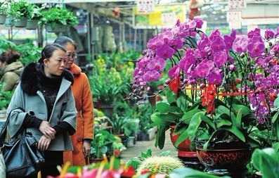 2月29日，市民在我市一家花鸟鱼宠市场购买盆景