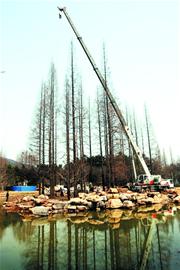 青岛：免伤树林 15吨巨石“跳高”入湖(图)