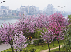 柳州市西堤路上的洋紫荆盛开的场景