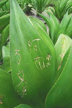 台湾名贵植物变大陆游客“留言板”