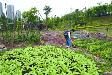 彩云湖公园 居民在整理菜地