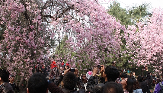 清明小长假 踏青好时节 各地迎来客流高峰