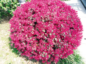红花继木花球