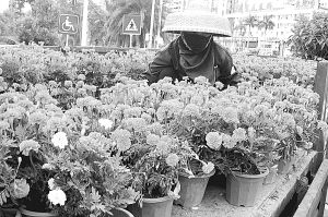 三亚鲜花迎五一（图）