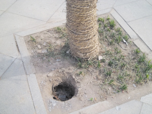地灯被刨走 留下一个坑