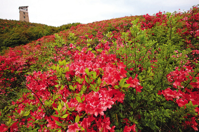 杜鹃花原生态美景已得到恢复