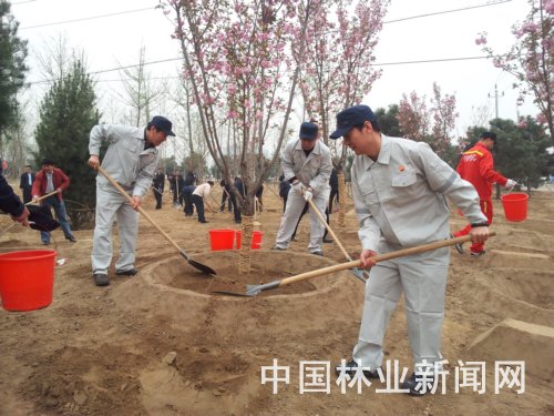 中石油员工植树