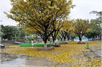 市城市广场管理处的园林工人在清扫人民广场地上的大叶榕的落叶