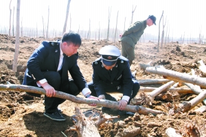 延庆县林保站检疫人员在造林地块筛查病虫害