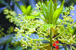 古楠木花开繁盛 公园林区人员称六年难得一见