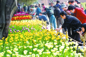 30万株郁金香中山公园绽放 