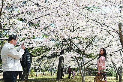 中山公园樱花盛开 重现“东园花海”胜