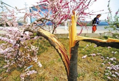 天津开发区园林景观花木惨遭折毁