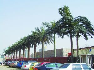 北京世贸商城外真树不见踪影 假树倒挺茂盛
