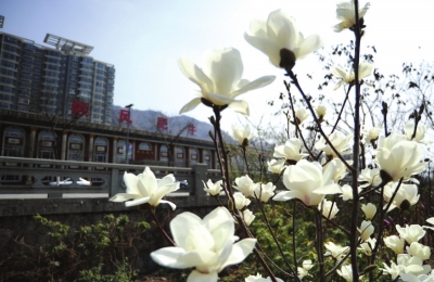 北滨河路七里河黄河大桥东侧河滩苗圃里玉兰花迎风摇曳