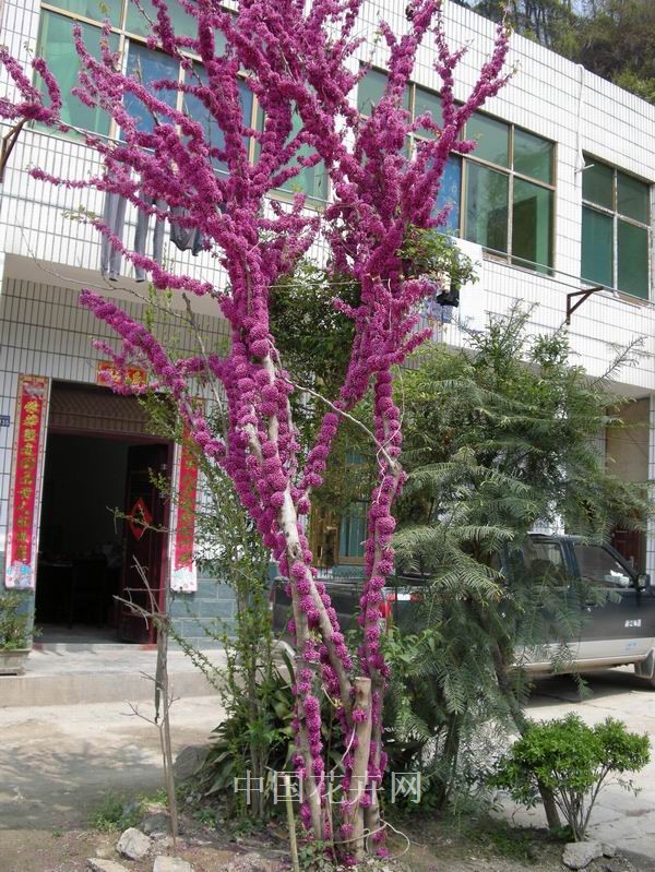 百万紫荆绿化新农村