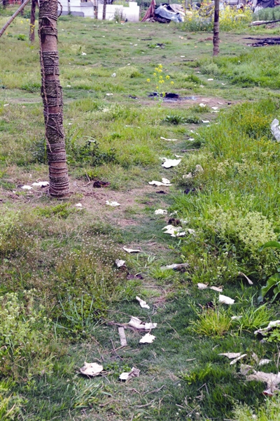 南郊龙方村樟树下塘河头绿地
