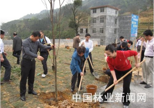 广西33个区直单位一个月种树5.8万株