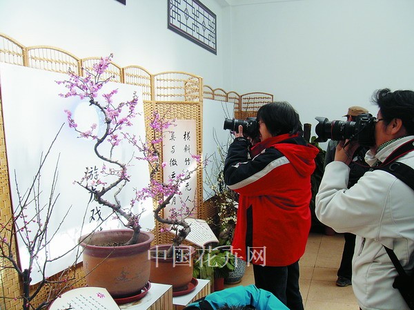 游客在唐花坞赏花留影