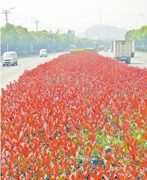 同集路上红叶石楠姹紫嫣红，非常美丽