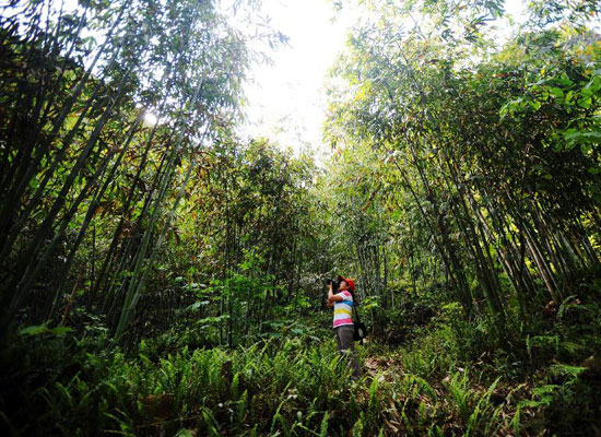 一名游客在拍摄古零村弄拉屯山上茂密的竹林