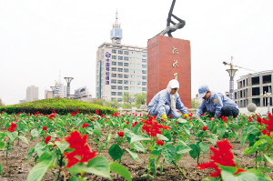 市绿化管理处职工在江城广场栽植串红