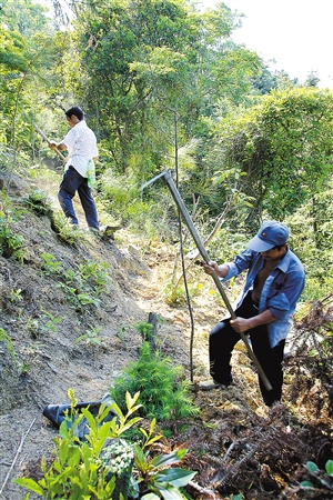 深圳山林“斑秃”处补种两千多棵树