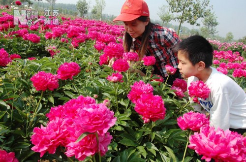 芍药花美景 中国园林网5月7日消息:"四月洛阳赏牡丹,五月仪征赏芍药"