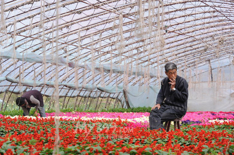 黑龙江：销路不畅10万株鲜花面临凋谢 花农苦盼买主