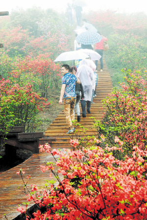 长沙市第四届杜鹃花节在雨中开幕