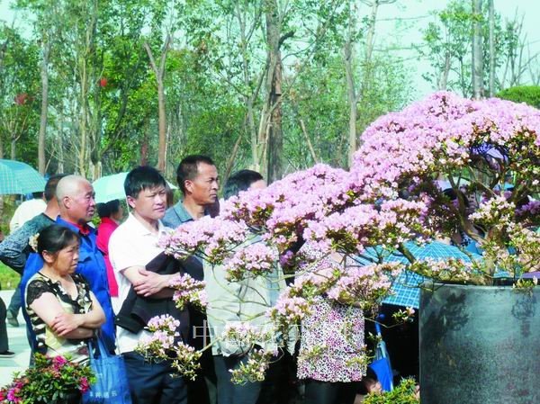 杜鹃园开园当天，数万名当地市民争睹造型杜鹃的风采