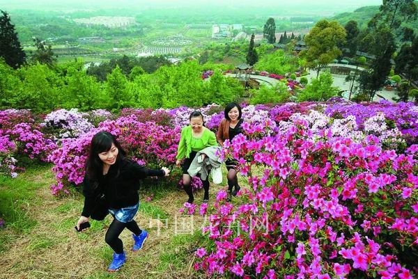 成都新津花舞人间 游客置身杜鹃花海 