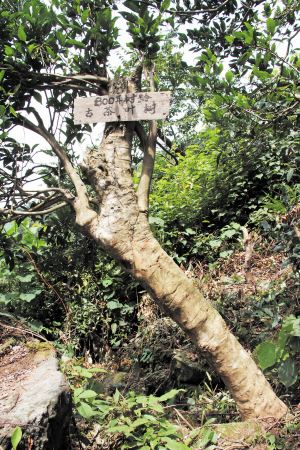 湖南茶陵发现大面积野生古茶树群落